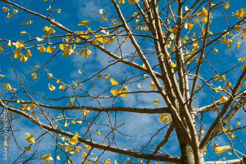 Ginkgo leaves