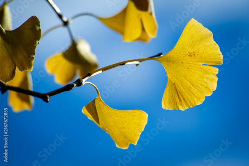 Ginkgo leaves