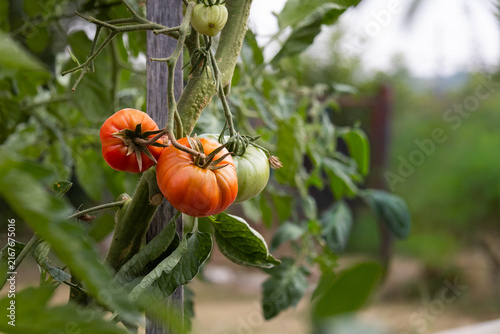 Konstfotografi Ripening heirloom tomatoes growing on stem in organic garden