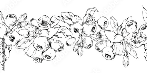 Seamless botanical banner of woodland berry blossoms, ripe fruits and fresh foliage. Huckleberries, bilberries, blueberries and whortleberries. Isolated garland illustration hand drawn in vector ink.