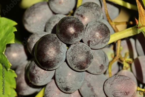 rote Weintrauben am Weinstock