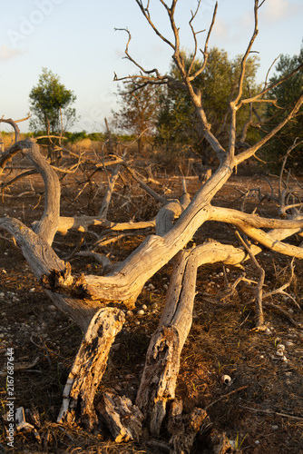 árbol seco