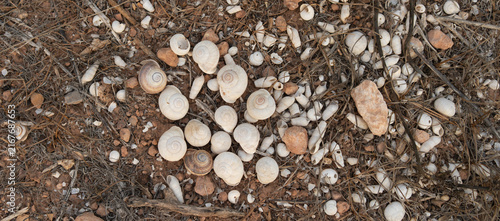 caracoles