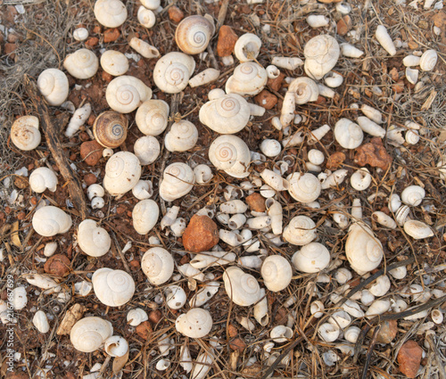 caracoles