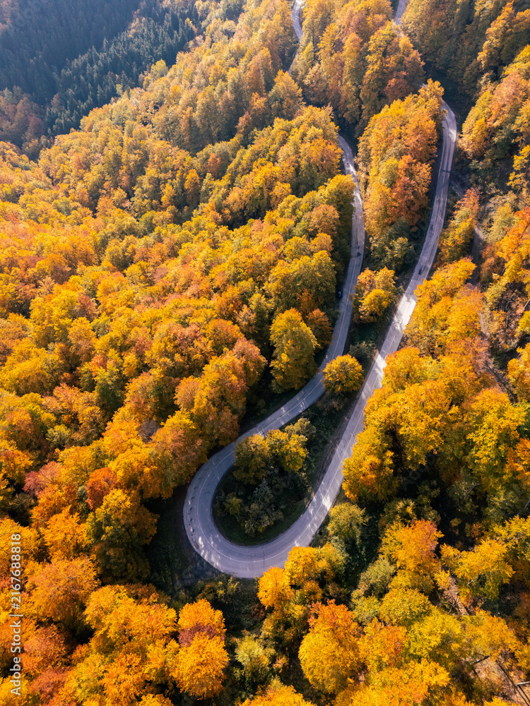 Fototapeta premium Drone perspective of a winding serpentine forest road during peak autumn foliage season