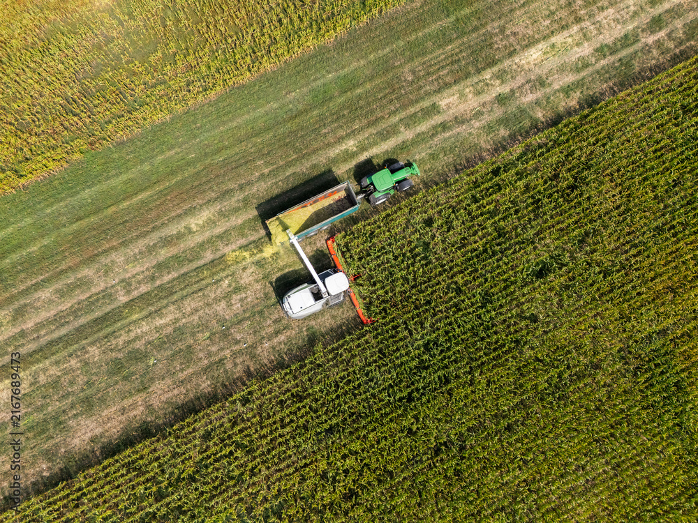 Naklejka premium Aerial view of a forage harvester collecting corn and loading it into a tractor trailer