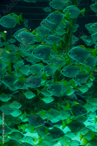 School of vibrant green fish swimming underwater in a serene aquarium setting.