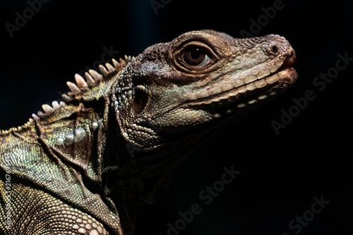 Foto Closeup of an Indonesian Giant Sailfin Dragon (Hydrosaurus microlophus)