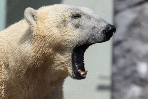 Obraz na płótnie Close up of a polar bear yawning with its mouth open showing teeth and pink gums