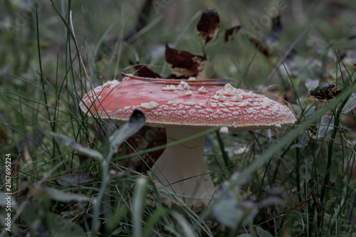 Mature Fly Agaric Mushroom Growing among Forest Grass