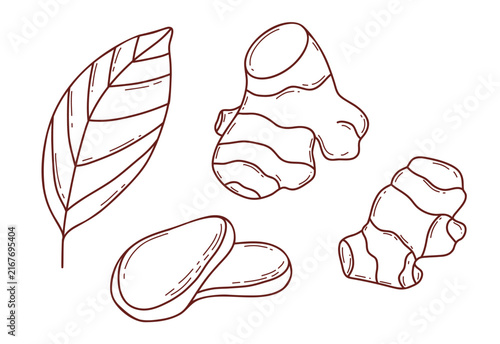 Outline Ginger Root Set. Botanical Rhizome, Sliced Pieces and Leaf Plant. Culinary Organic Spice and Herbal Tea Ingredient. Vector Illustration. Isolated Line Art Hand Drawn on White
