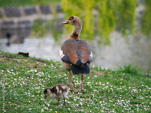 Obraz na płótnie An Egyptian Goose and Its Gosling on a Daisy-Covered Meadow