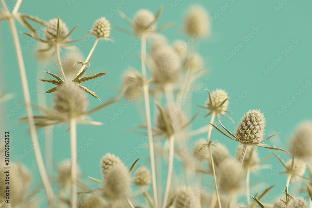Naklejka premium Smoke selected soft focus beige thorn Dry Flower on blue. Abstract natural blurred background.