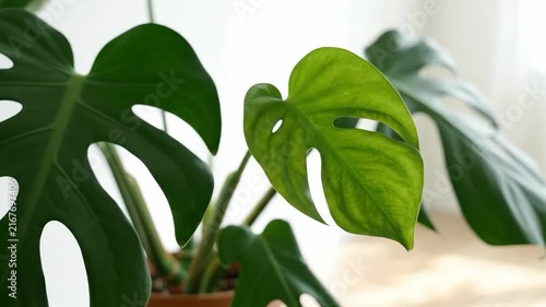 Time-lapse of a new Monstera leaf unfurling and growing in a bright room.