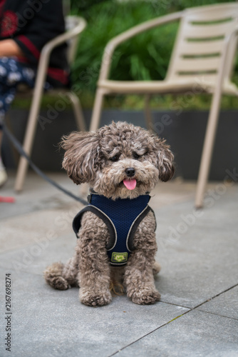 Bild auf Leinwand Small Curly Dog Sitting On Cafe Patio Background Blur