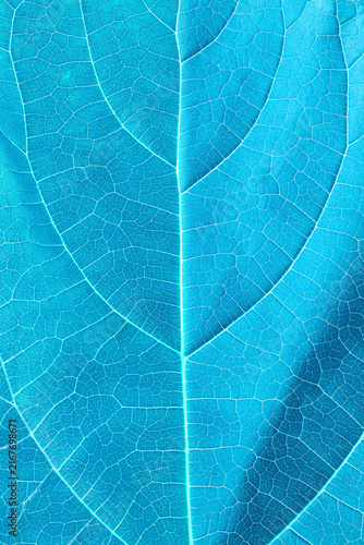 Close-up texture of a blue tree leaf showing its veins 