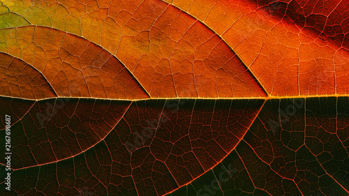 Close-up texture of a tree leaf showing its veins in autumn colours