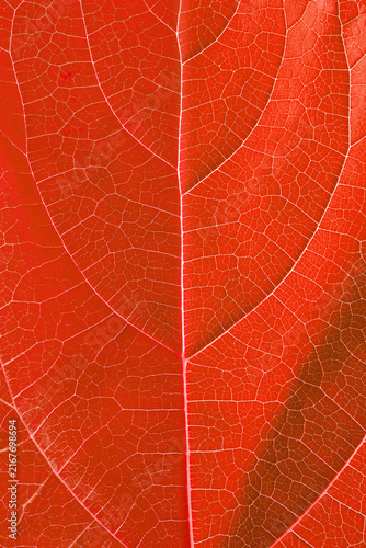 Close-up texture of a red tree leaf showing its veins 