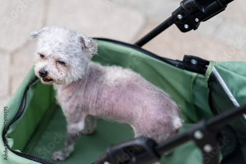 Small White Dog Standing In Pet Stroller