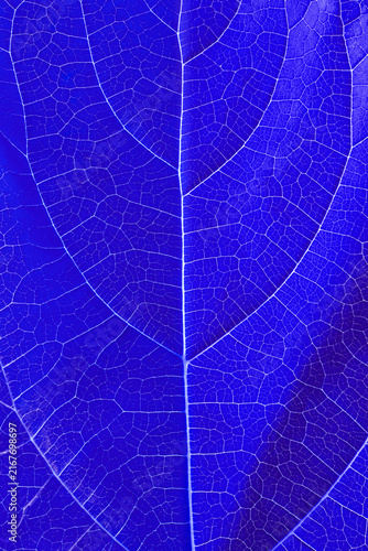 Close-up texture of a blue tree leaf showing its veins 