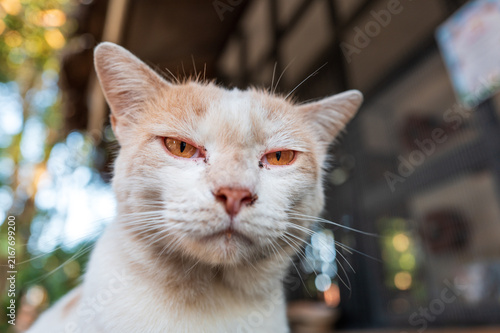 White Domestic Cat Portrait Outdoors Warm Light