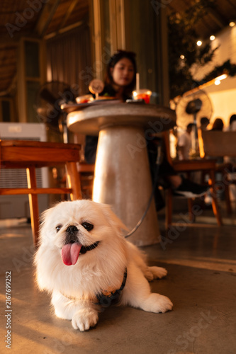 White Pekingese Dog Resting In Cafe