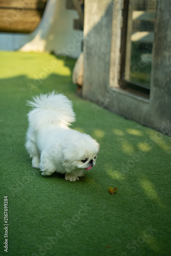 White Pekingese Dog Exploring Green Turf