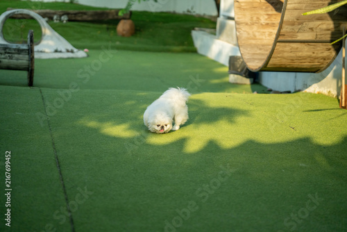 White Pekingese Dog Small In Sunny Yard