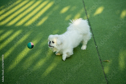 White Pekingese Dog Beside Toy Ball