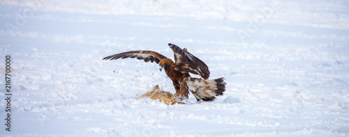 Quadro su tela Golden eagle in snow during falconry training, perched on a traditional fur lure in a winter landscape, showcasing the power and beauty of a trained bird of prey