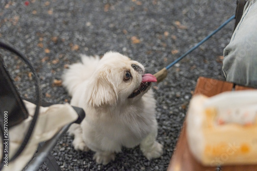 White Pekingese Dog Looking Up Outdoors