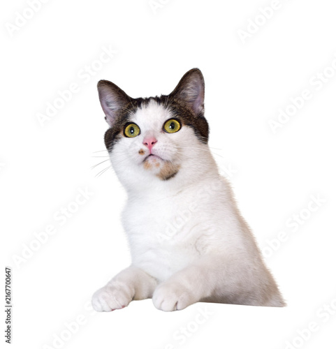 White cat with brown tabby patches and yellow-green eyes sitting and looking up isolated cutout on transparent background