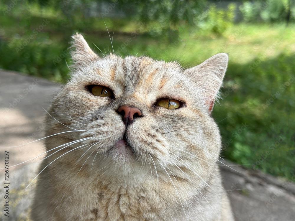Fototapeta Pretty feline cat looking at camera 