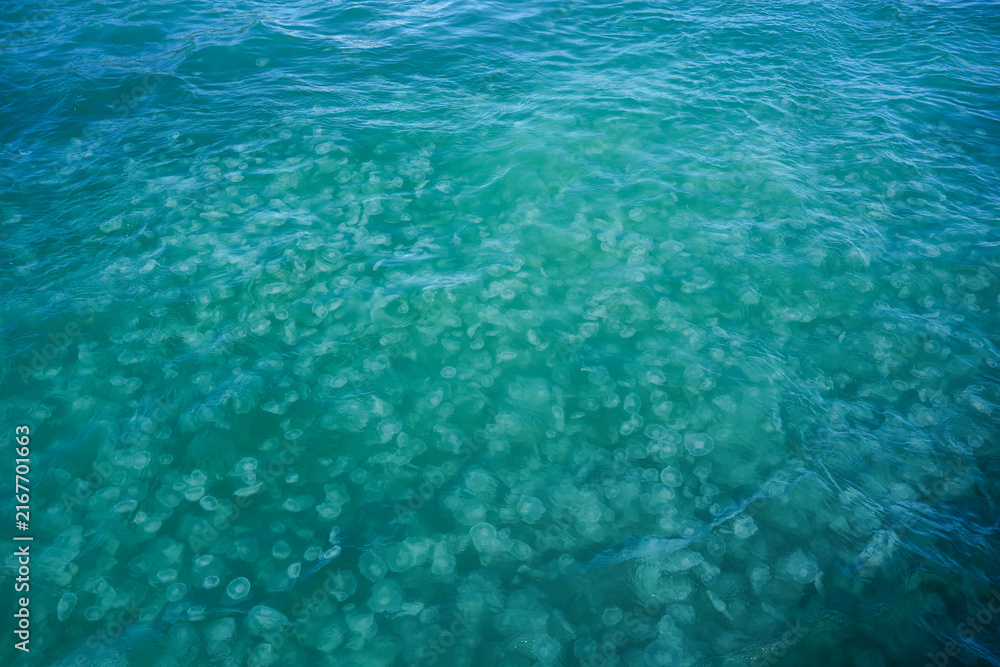 Fototapeta premium A large group of jellyfish. Kenai Fjords National Park in Seward, Alaska