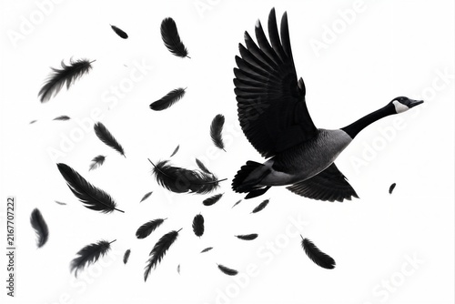 Black-and-white goose soars against stark white background. Feathers scatter dynamically around its powerful wings. Bold contrast emphasizes motion and grace in flight. Ideal for themes of freedom