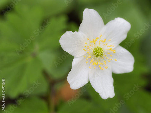 Macro Shot of a White Wood Anemone in a Vibrant Green Field