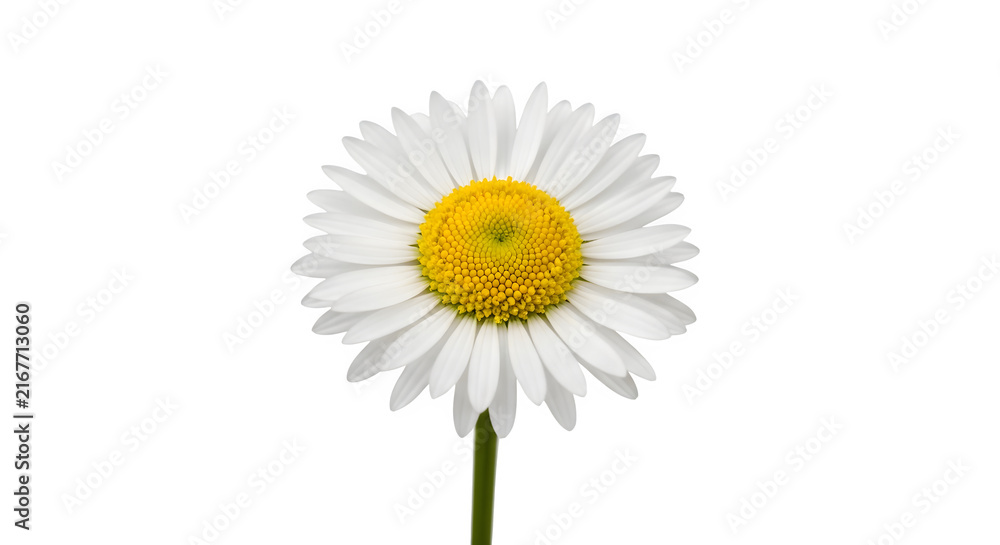 Fototapeta premium Single Daisy Flower With A Yellow Center And White Petals Isolated On A Clean Transparent Background For Floral Design Projects