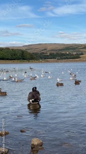 Ducks Swimming on a Peaceful Blue Lake Surrounded by Nature and Summer Landscape , Lakeside srrounded by Mountains 
