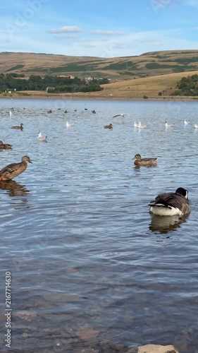 Ducks Swimming on a Peaceful Blue Lake Surrounded by Nature and Summer Landscape , Lakeside srrounded by Mountains 