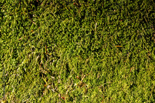 background texture green field nature summer time
