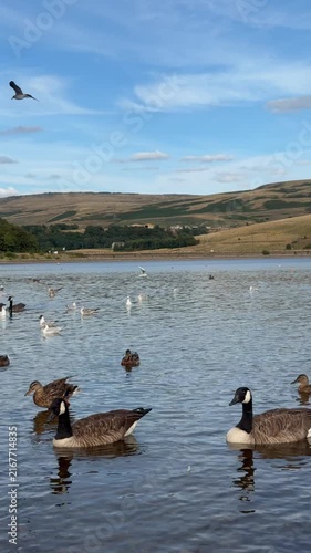 Ducks Swimming on a Peaceful Blue Lake Surrounded by Nature and Summer Landscape , Lakeside srrounded by Mountains 