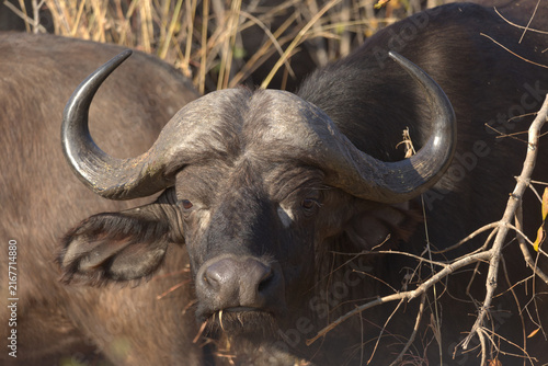 Photography Cape Buffalo (Syncerus caffer)
