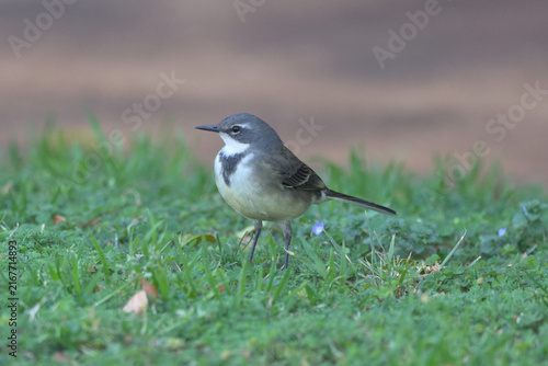 Obraz na plátně Cape Wagtail (Motacilla capensis)