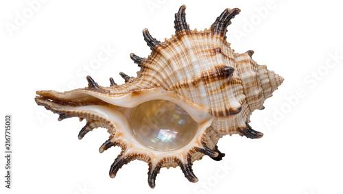 Fotografía Spiky brown and white seashell with iridescent interior, isolated on transparent
