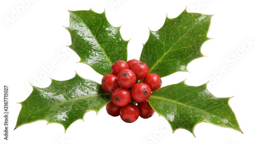 Konstfotografi Vibrant red holly berries clustered with glossy green spiky leaves, isolated on