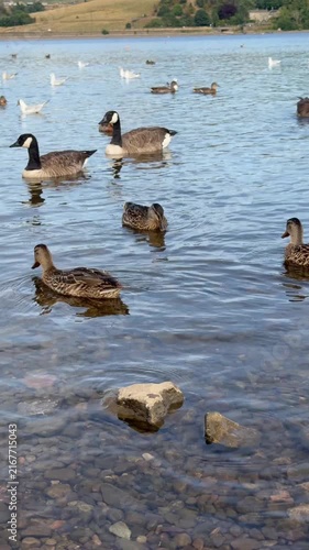 Ducks Swimming on a Peaceful Blue Lake Surrounded by Nature and Summer Landscape , Lakeside srrounded by Mountains 