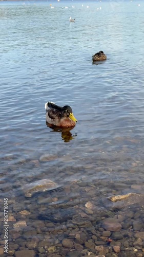 Ducks Swimming on a Peaceful Blue Lake Surrounded by Nature and Summer Landscape , Lakeside srrounded by Mountains 