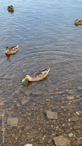 Ducks Swimming on a Peaceful Blue Lake Surrounded by Nature and Summer Landscape , Lakeside srrounded by Mountains 