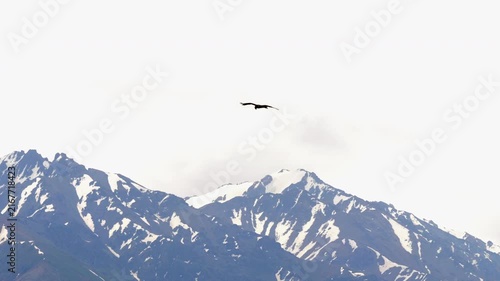 Golden eagle soaring high in cloudy sky over snow-capped Zailiyskiy Alatau mountain range in long tracking shot.