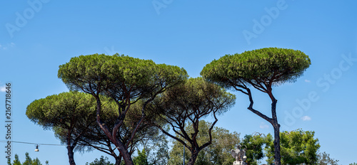 umbrella pine trees (Pinus pinea), or Italian stone pines are an iconic evergreen and considered a symbol of Rome